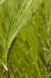 Wheat field on spring