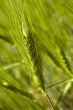 Wheat field on spring
