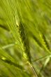 Wheat field on spring