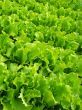 lettuce