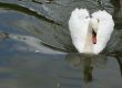 Swan and its reflexion in water