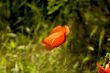 red poppy