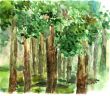 shady grove watercolor