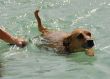 swimming dog
