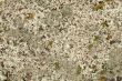 Lichen background - Cetraria nivalis