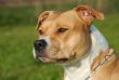 American staffordshire terrier