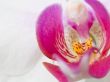 Orchid - Phalaenopsis