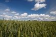 green wheat field