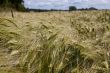 Barley Field