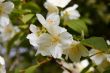 blossom jasmine flower