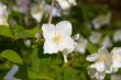 blossom jasmine flower