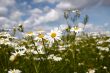 Wild flowers