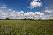 green wheat field