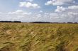 Landscape with barley field