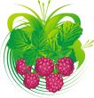 Raspberry fruits