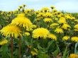 Meadow flowers
