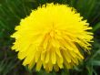 Meadow flower