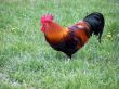 Cock