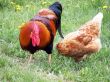 Cock and chiken
