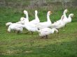A flock of geese