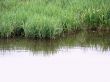 Reed