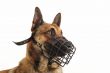 malinois and muzzle