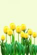 Yellow tulips