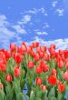 Red tulips