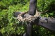 Crown of thorns