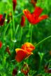 Close up of common poppies