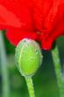 Close up of poppies