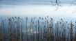 Dry grass
