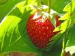 strawberry in leaves