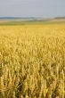 field of wheat