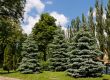 Fir-trees, poplars and chestnut trees in park