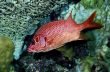 Long-Jawed Squirrelfish