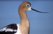Profile of American Avocet