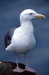 Standing Seagull on rock