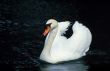 White beautiful Swan in Water