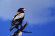 Bateleur Eagle on Perch
