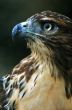 Close Up of Cooper`s Hawk