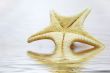 Sea star over background
