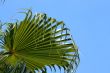 Palmtree leaves isolated on blue