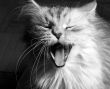 Yawning cat
