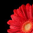 gerbera flower