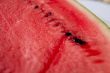 Water melon detail