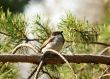 sparrow