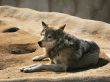 Steppe wolf