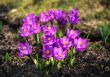 Crocus