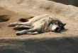 Steppe wolf